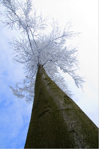 Tree 2 - Myslik,Beskydy Mts., Czech rep., 1st February 2009